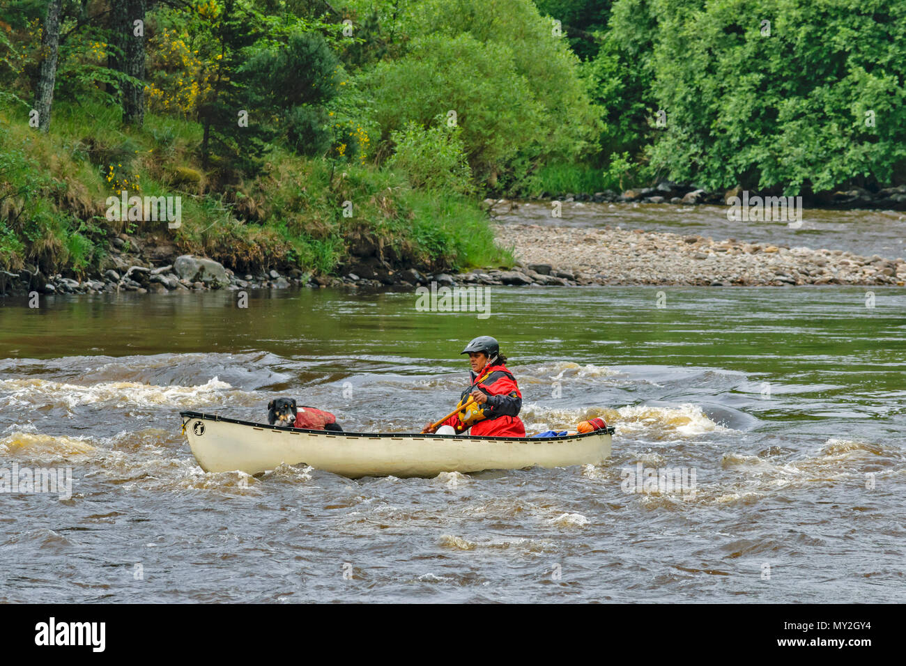 Fiume Spey TAMDHU Scozia canoa fiume CANOEIST RAPIDS crema unica canoa CON UNA PERSONA E CANE Foto Stock