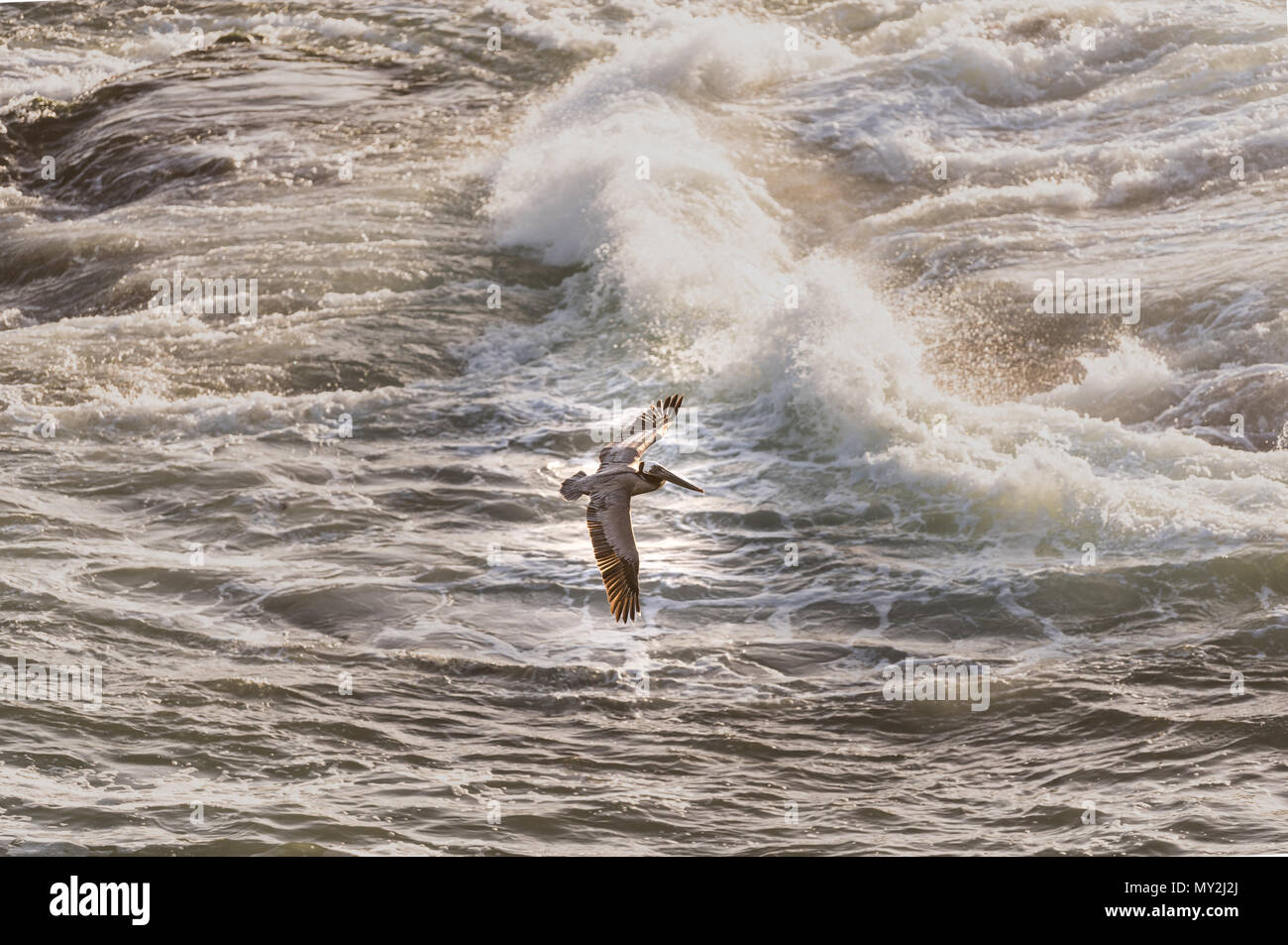Brown Pelican volando sopra l'Oceano Pacifico Foto Stock