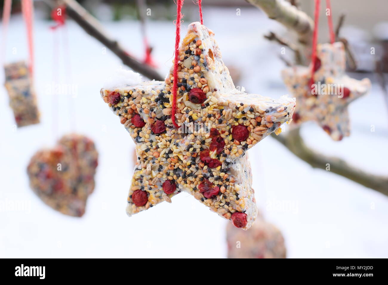 Fatta in Casa cookie cutter bird alimentatori realizzati con semi, grasso e siepe bacche appeso un piccolo albero in un giardino suburbano dopo la caduta di neve, in inverno, REGNO UNITO Foto Stock