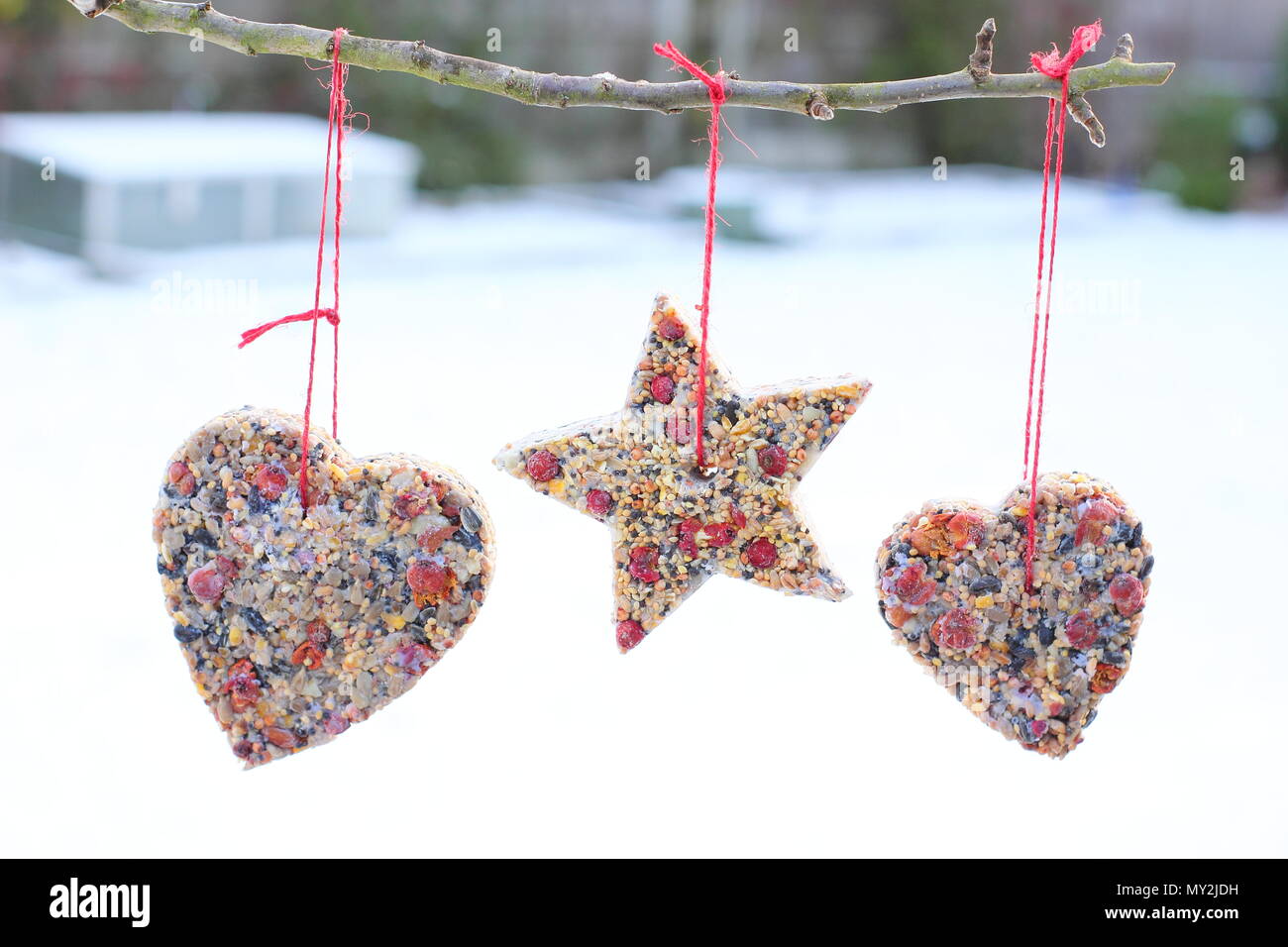 Fatta in Casa cookie cutter bird alimentatori realizzati con semi, grasso e siepe bacche appeso un piccolo albero in un giardino suburbano dopo la caduta di neve, in inverno, REGNO UNITO Foto Stock
