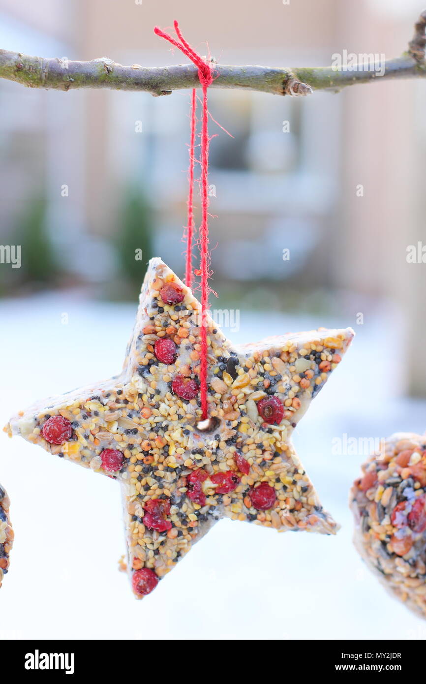 Fatta in Casa cookie cutter bird alimentatori realizzati con semi, grasso e siepe bacche appeso in un giardino suburbano in inverno, REGNO UNITO Foto Stock