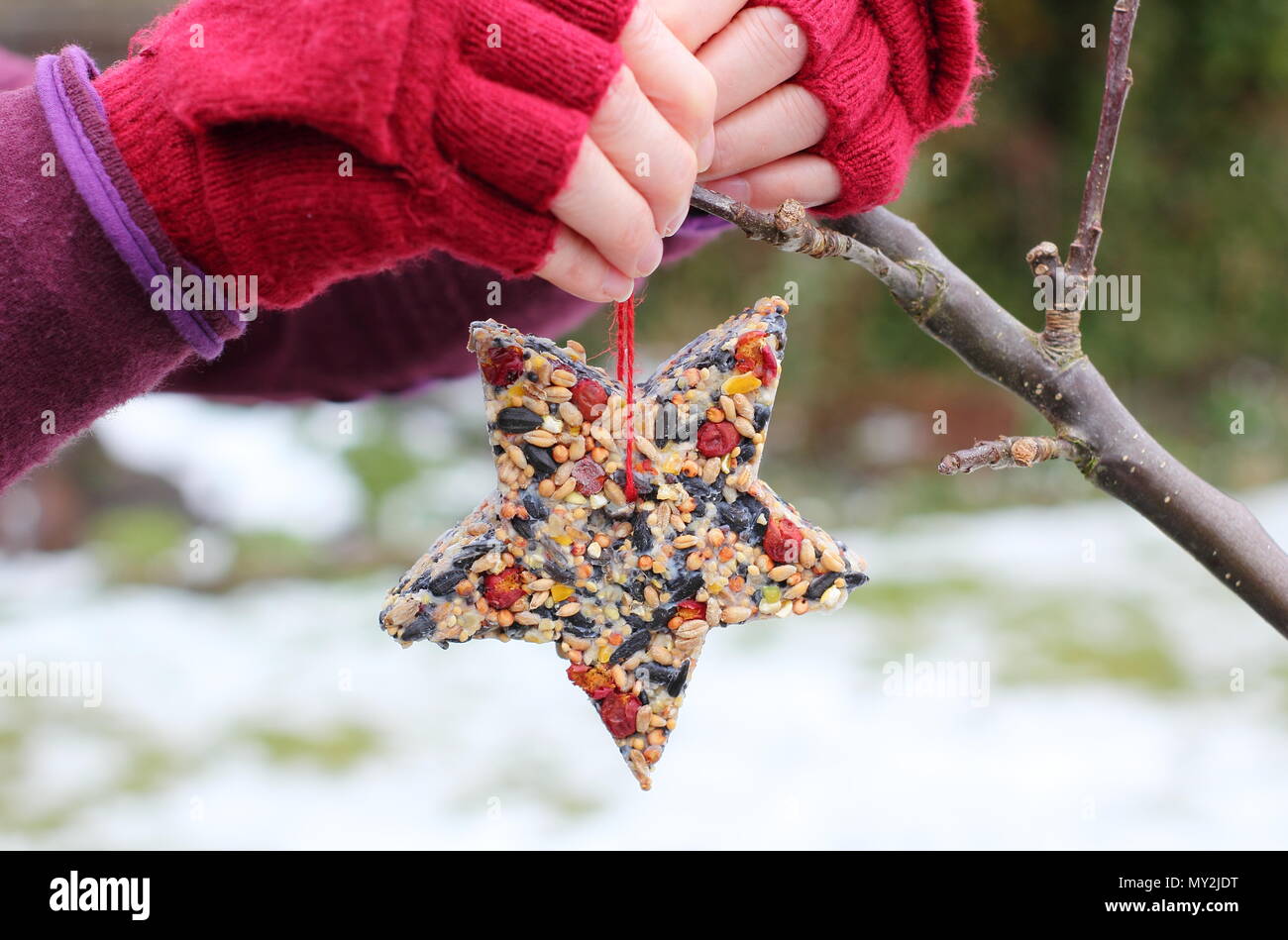 Fatta in Casa cookie cutter bird alimentatori realizzati con semi, grasso e siepe bacche appeso da una donna in un giardino suburbano dopo la caduta di neve, in inverno, REGNO UNITO Foto Stock