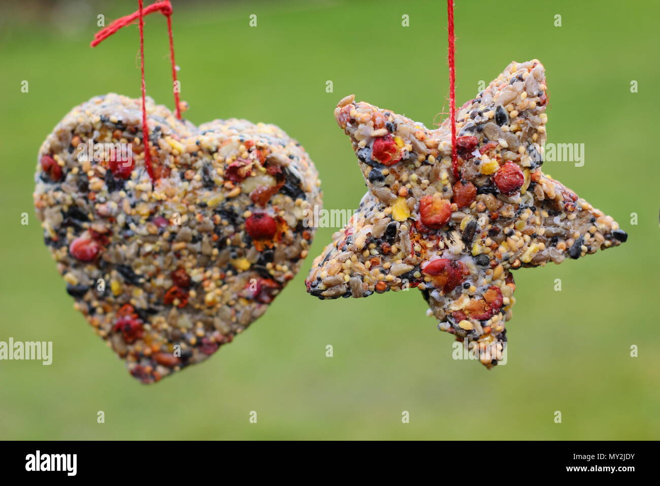 Fatta in Casa cookie cutter bird alimentatori realizzati con semi, grasso e siepe bacche appeso in un giardino suburbano in inverno, REGNO UNITO Foto Stock