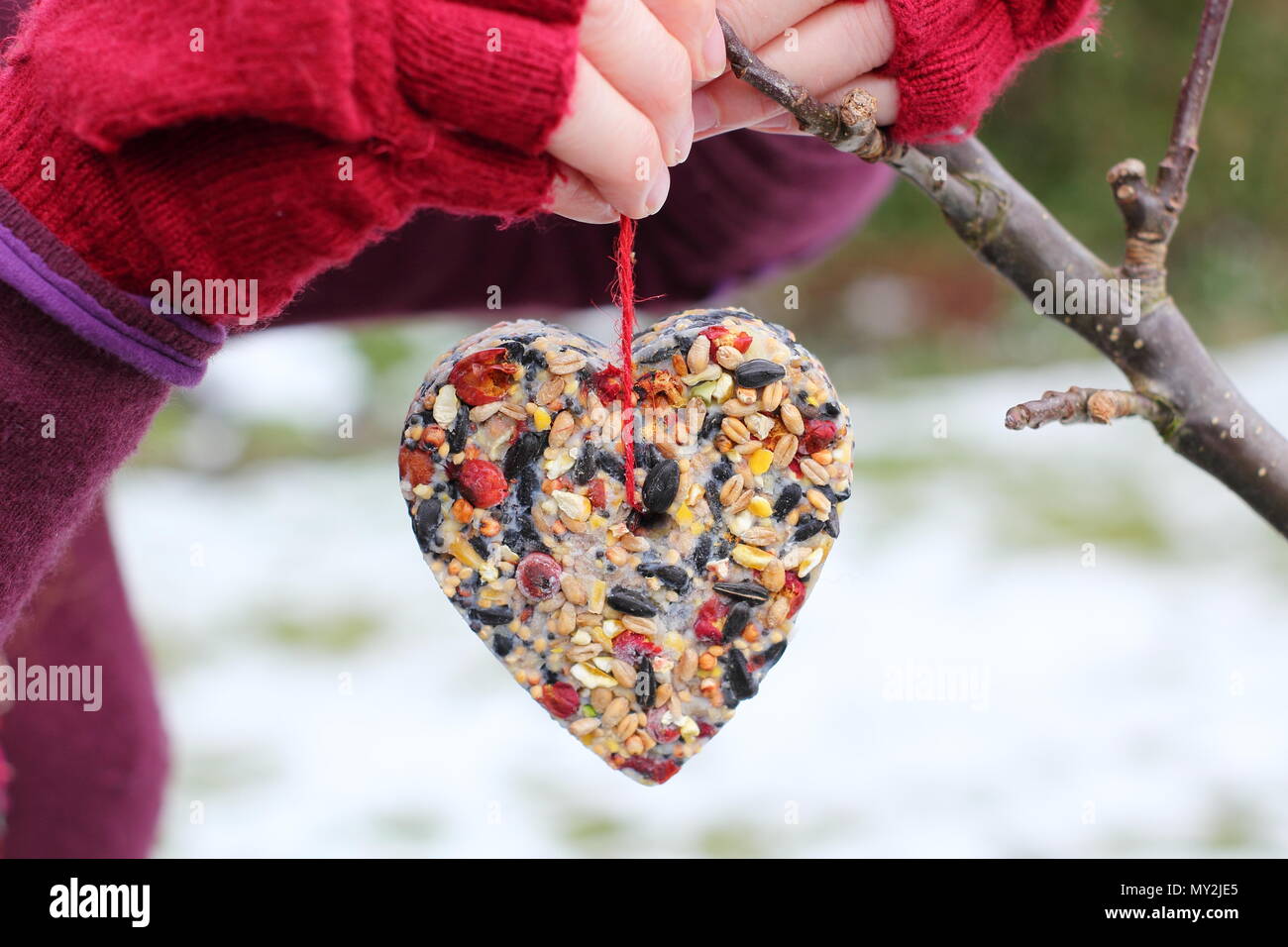 Fatta in Casa cookie cutter bird alimentatori realizzati con semi, grasso e siepe bacche appeso da una donna in un giardino suburbano dopo la caduta di neve, in inverno, REGNO UNITO Foto Stock