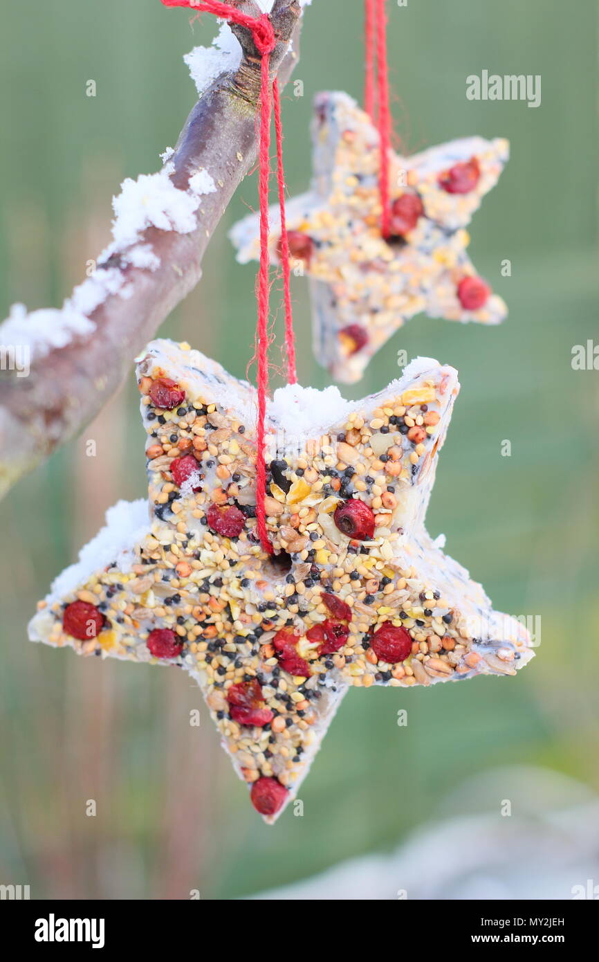 Fatta in Casa cookie cutter bird alimentatori realizzati con semi, grasso e siepe bacche appeso in un giardino suburbano in inverno, REGNO UNITO Foto Stock