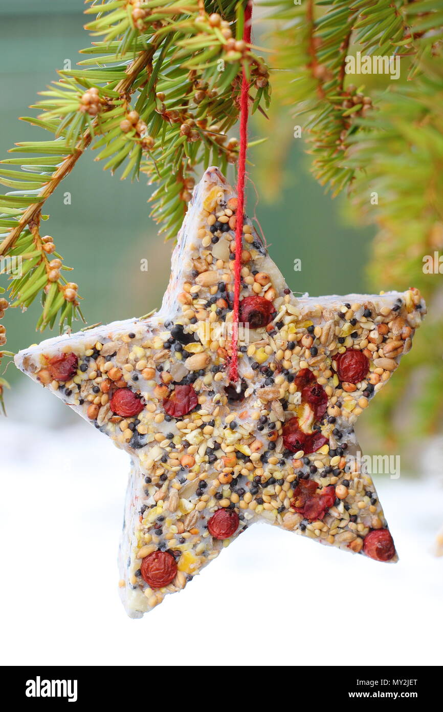 Fatta in Casa cookie cutter bird alimentatori realizzati con semi, grasso e siepe bacche appeso un piccolo albero in un giardino suburbano dopo la caduta di neve, in inverno, REGNO UNITO Foto Stock