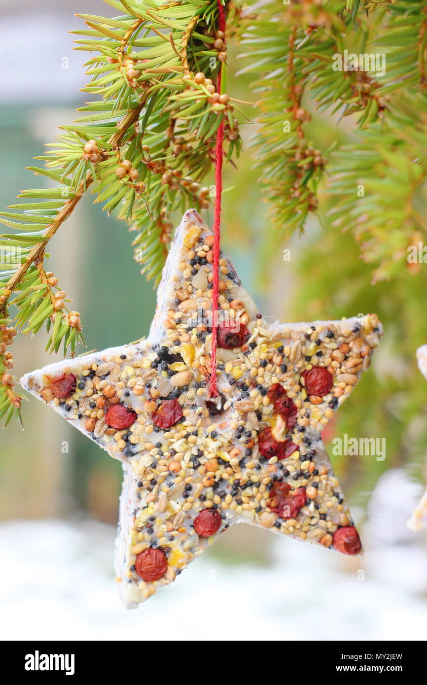 Fatta in Casa cookie cutter bird alimentatori realizzati con semi, grasso e siepe bacche appeso in un giardino suburbano in inverno, REGNO UNITO Foto Stock