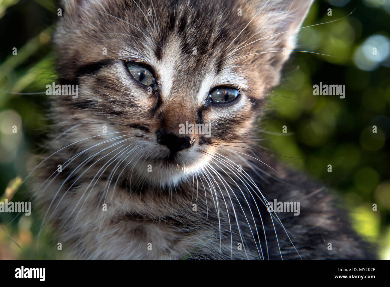 Grigio baby gattino faccia chiudere su ritratto Foto Stock