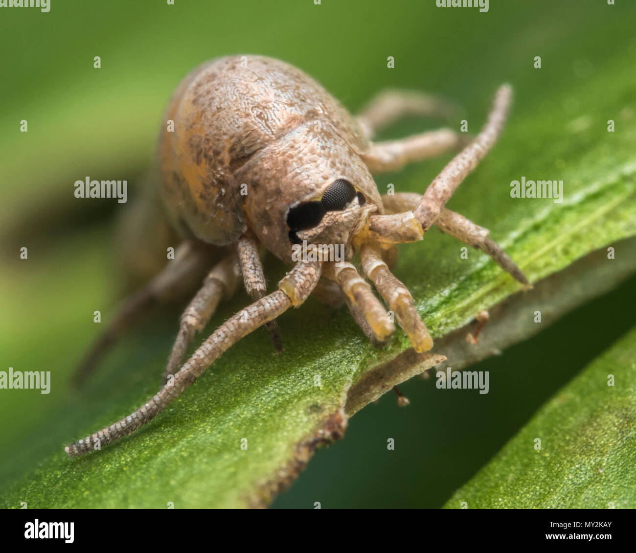 Bristletail (Dilta hibernica). In prossimità della testa. Tipperary, Irlanda Foto Stock