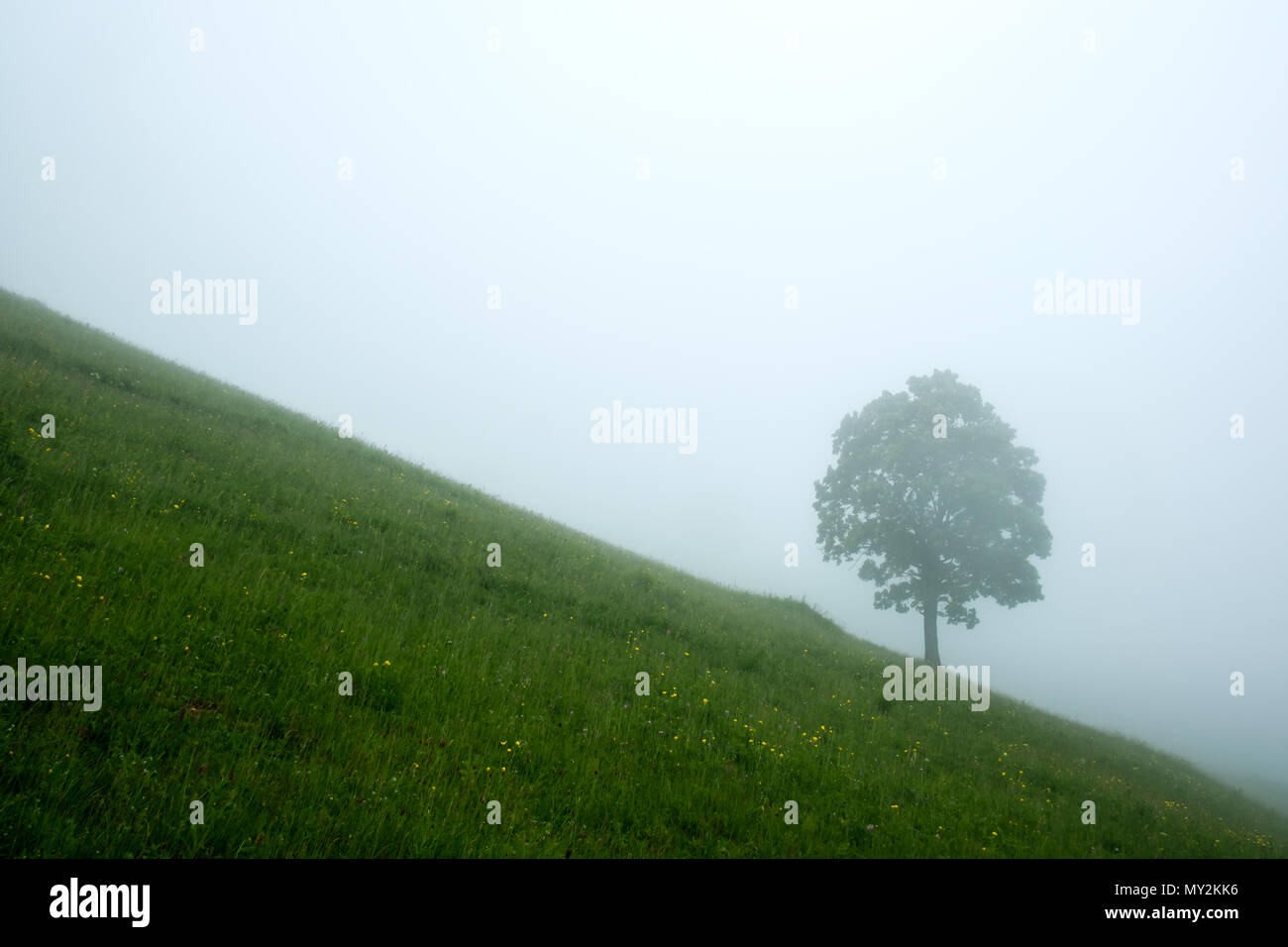 Albero da sola nella nebbia Foto Stock