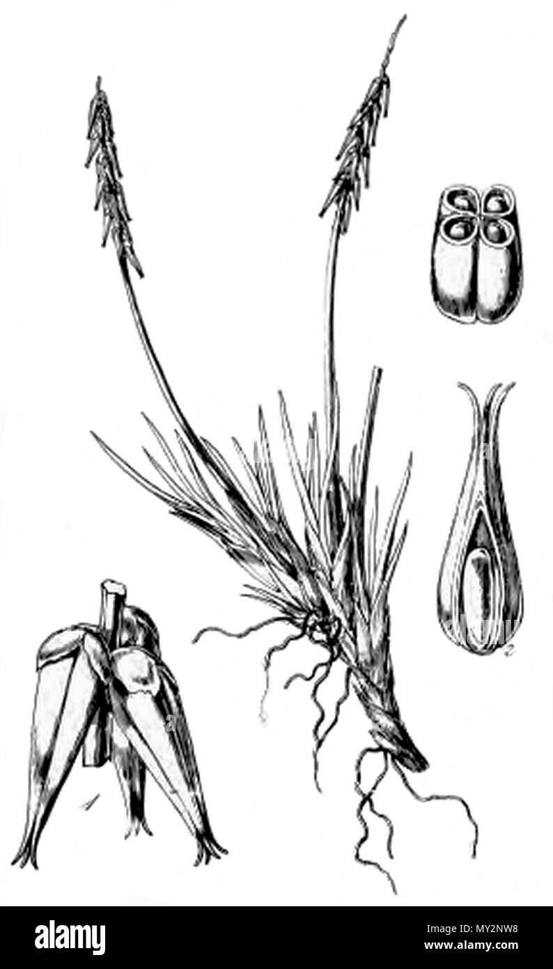 . Inglese: Tetroncium magellanicum . 1843. W.J. Hooker (d. 1865) 517 Tetroncium magellanicum labbro Foto Stock