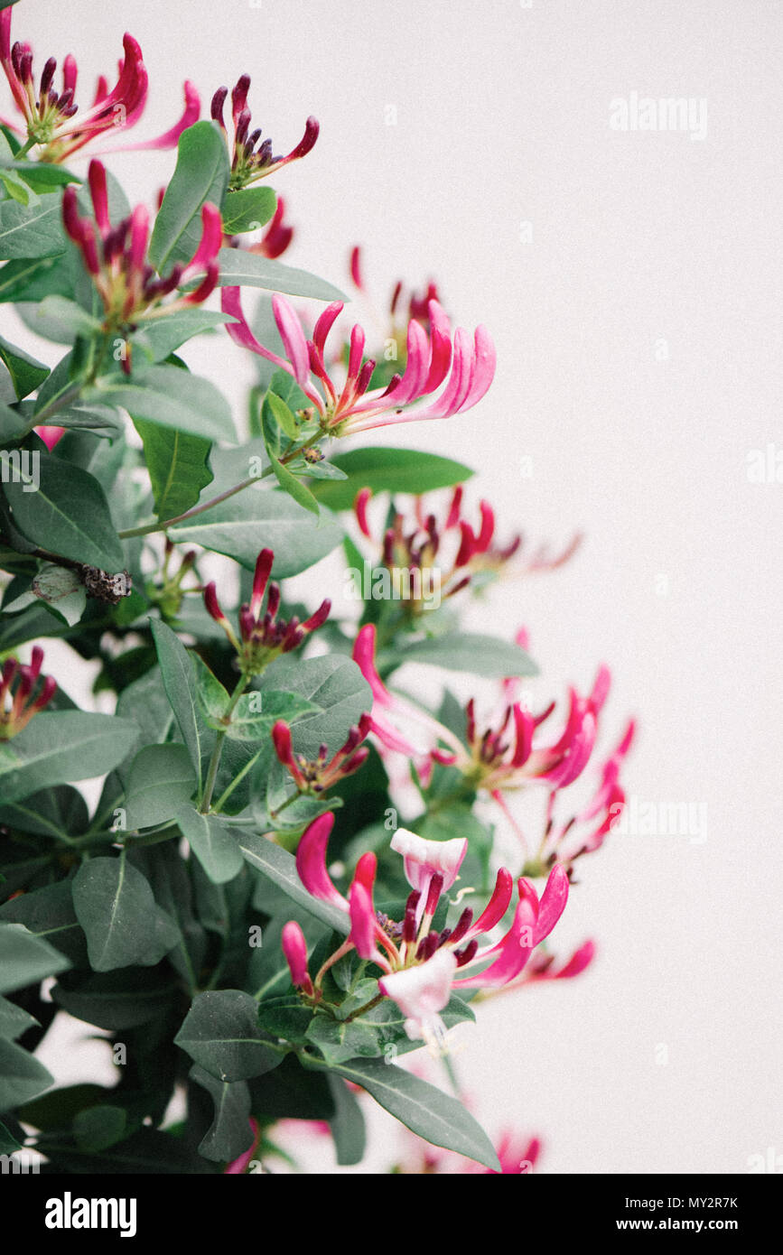 Caprifoglio. bush in piena fioritura Foto Stock