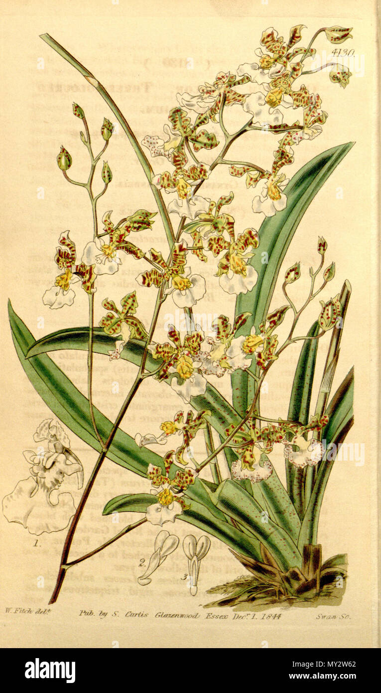 . Illustrazione di Tolumnia guttata (come syn. Oncidium tricolore) . 1844. Walter Hood Fitch (1817-1892) del., Swan sc. 531 Tolumnia guttata (come Oncidium tricolore) - Curtis' 70 (N.S. 17) pl. 4130 (1844) Foto Stock