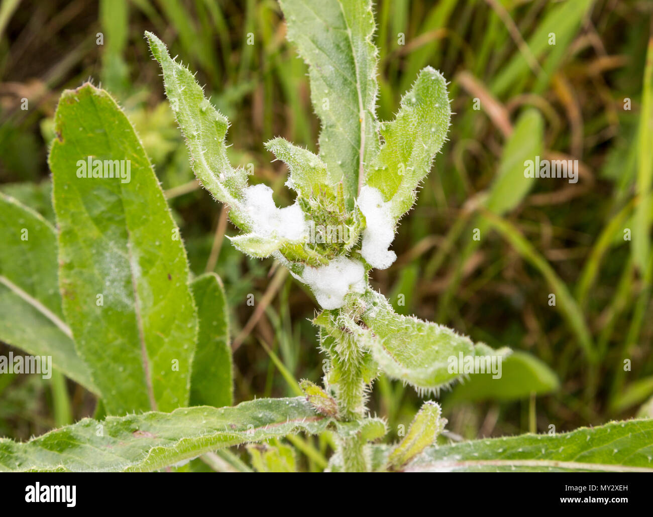 Il cuculo-spit, Philaenus spumarius, realizzato da froghopper insetto, Suffolk, Inghilterra, Regno Unito Foto Stock