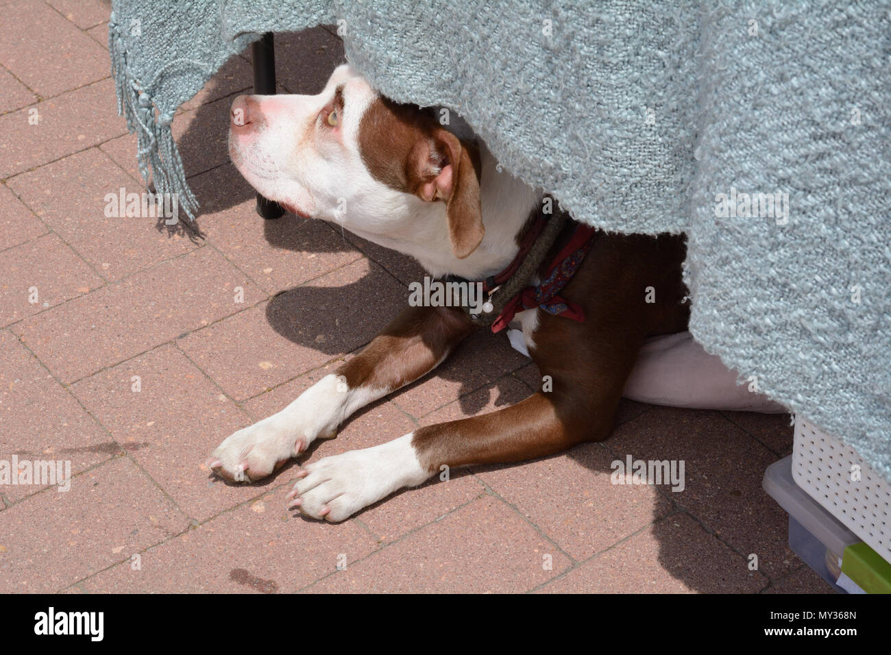 Cane staying cool da calore estivo da seduto sotto la tabella e in ombra per il processo di peering fuori al mondo Foto Stock