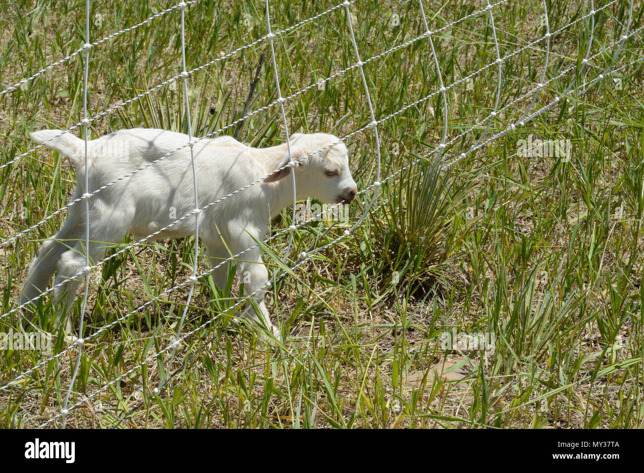 Neonato bambino bianco capretto masticare sul recinto elettrico in corrispondenza del bordo di pascolo Foto Stock