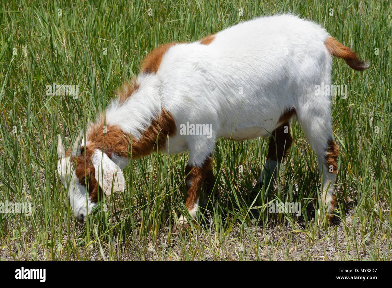Giovane capra bianca con macchie marroni e piccole corna di pascolare su erba estiva Foto Stock