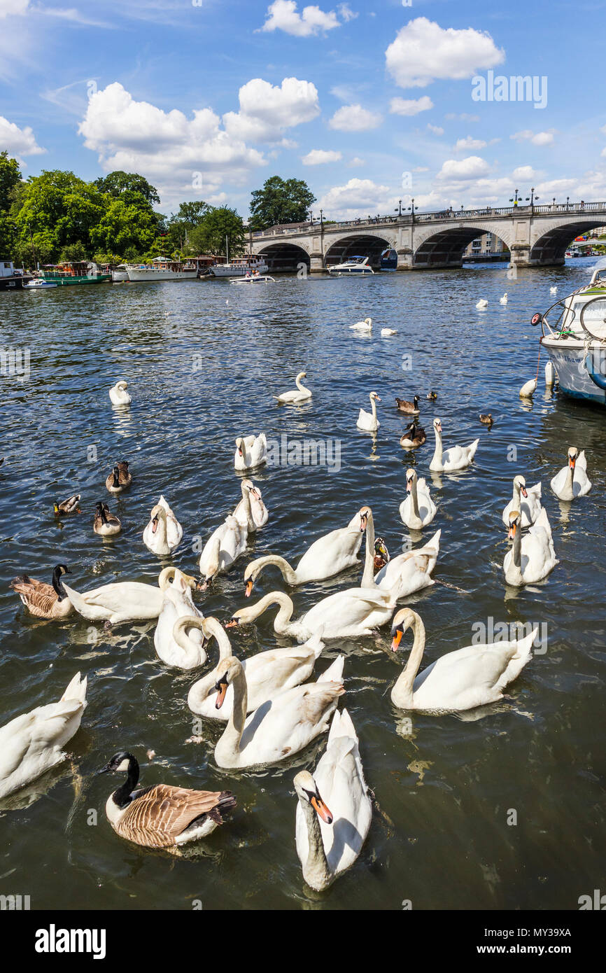 Cigni nuoto da Kingston Bridge sul fiume Tamigi, Kingston upon Thames, Greater London, Regno Unito in una giornata di sole a inizio estate con cielo blu Foto Stock