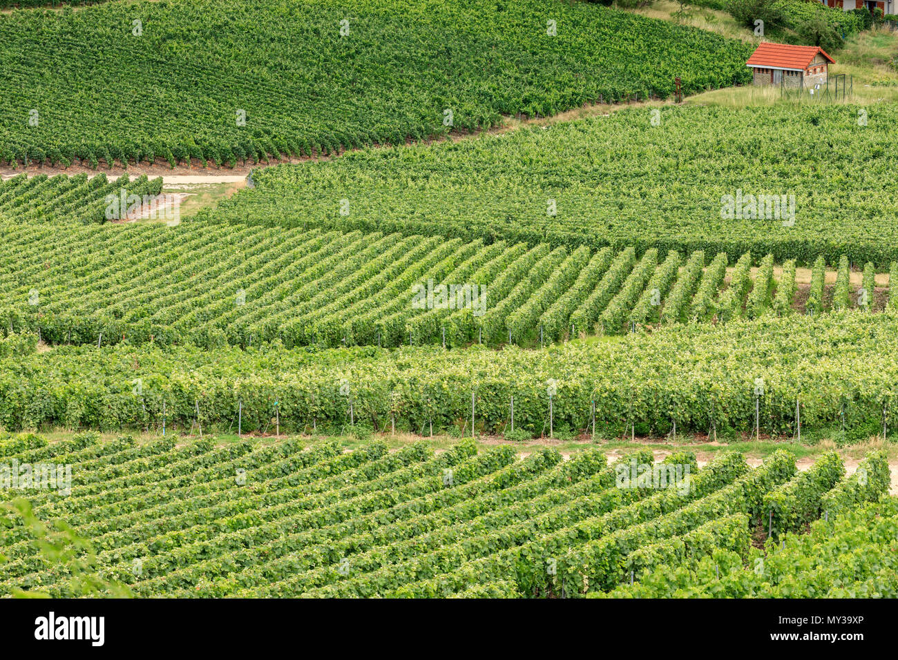 Vigne Ville Dommange Reims Marne Grand Est Francia Foto Stock