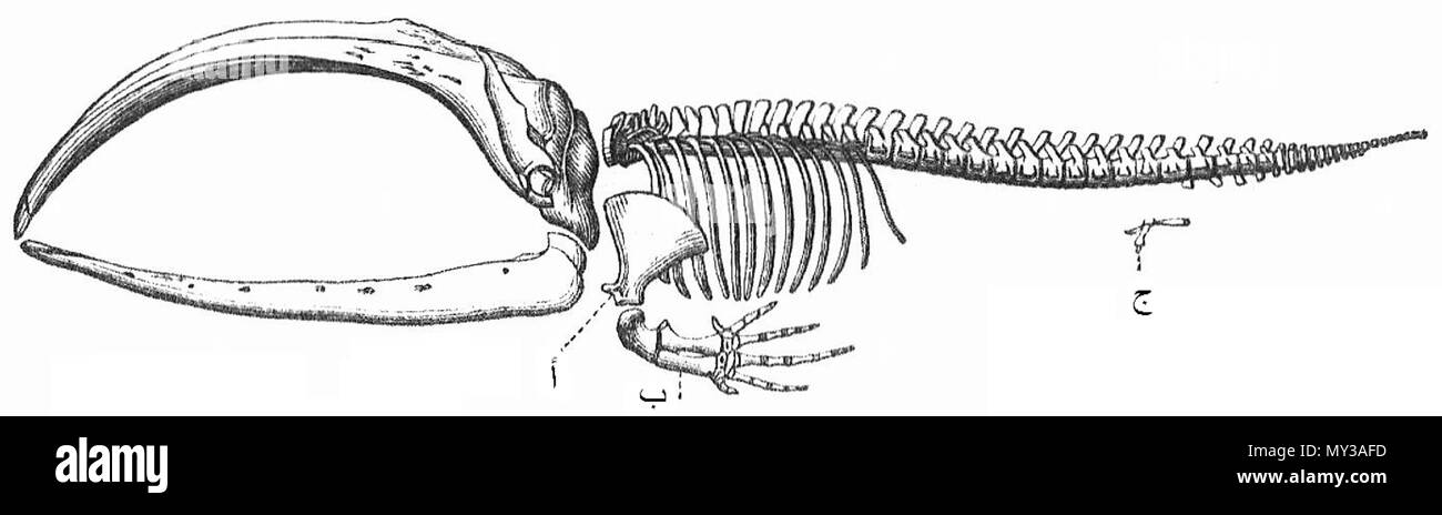 . العربية: الهيكل العظمي لحوت باليني. أ يشير إلى لوح الكتف; ب: الطرف الأمامي; ج: ما تبقى من الطرف الخلفي. Deutsch: Skelett eines Bartwales (a - Schulterblatt, b - Vorderbein, c - Resto des Hinterbeins) Inglese: Skelett di una balena baleen (a - omoplate, b - zampa anteriore, c - il resto della zampa posteriore) . 1988. Meyers Konversionlexikon, ritoccate a Kid 007 560 di scheletro di balena ar Foto Stock