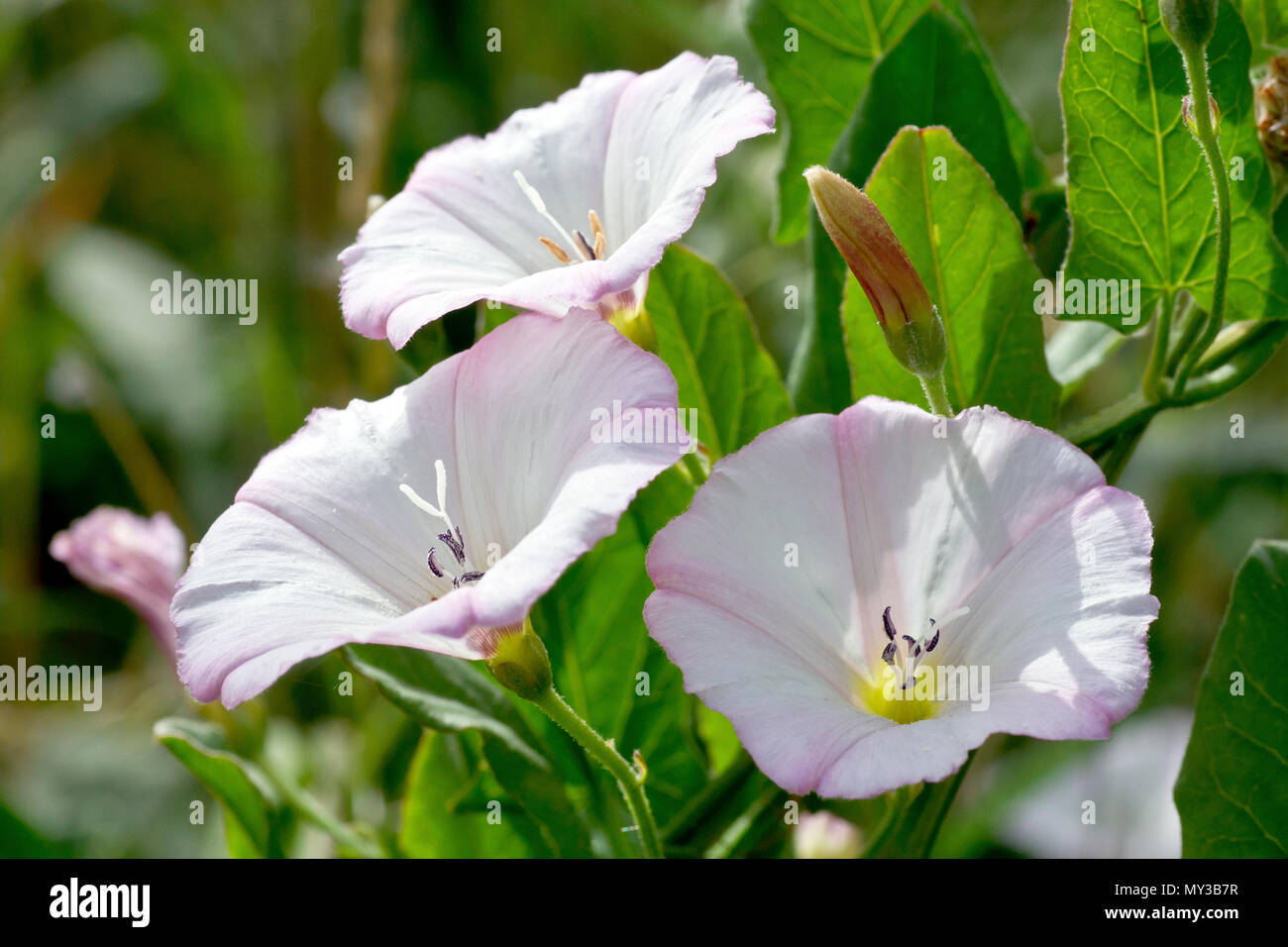 Campo Centinodia (convolvulus arvense), fino in prossimità di un gruppo di retro-illuminato fiori. Foto Stock