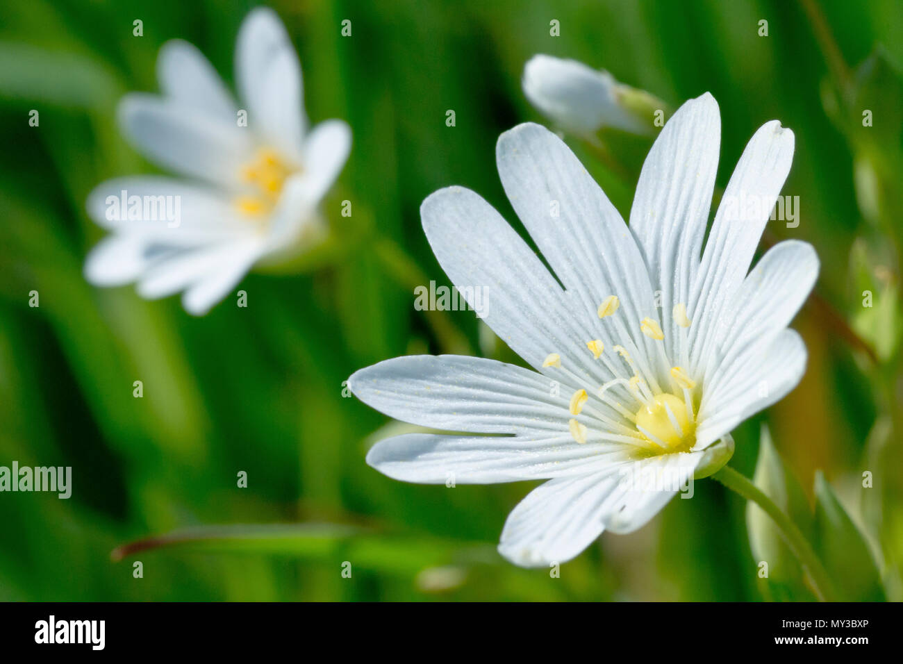 Maggiore Stitchwort (stellaria holostea), in prossimità di un unico fiore con un altro e gemme in background. Foto Stock