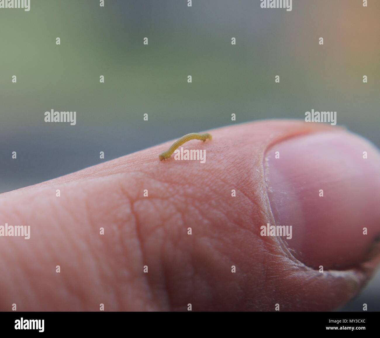 Molto piccolo bruco strisciare su un dito umano. La modalità Macro. Foto Stock