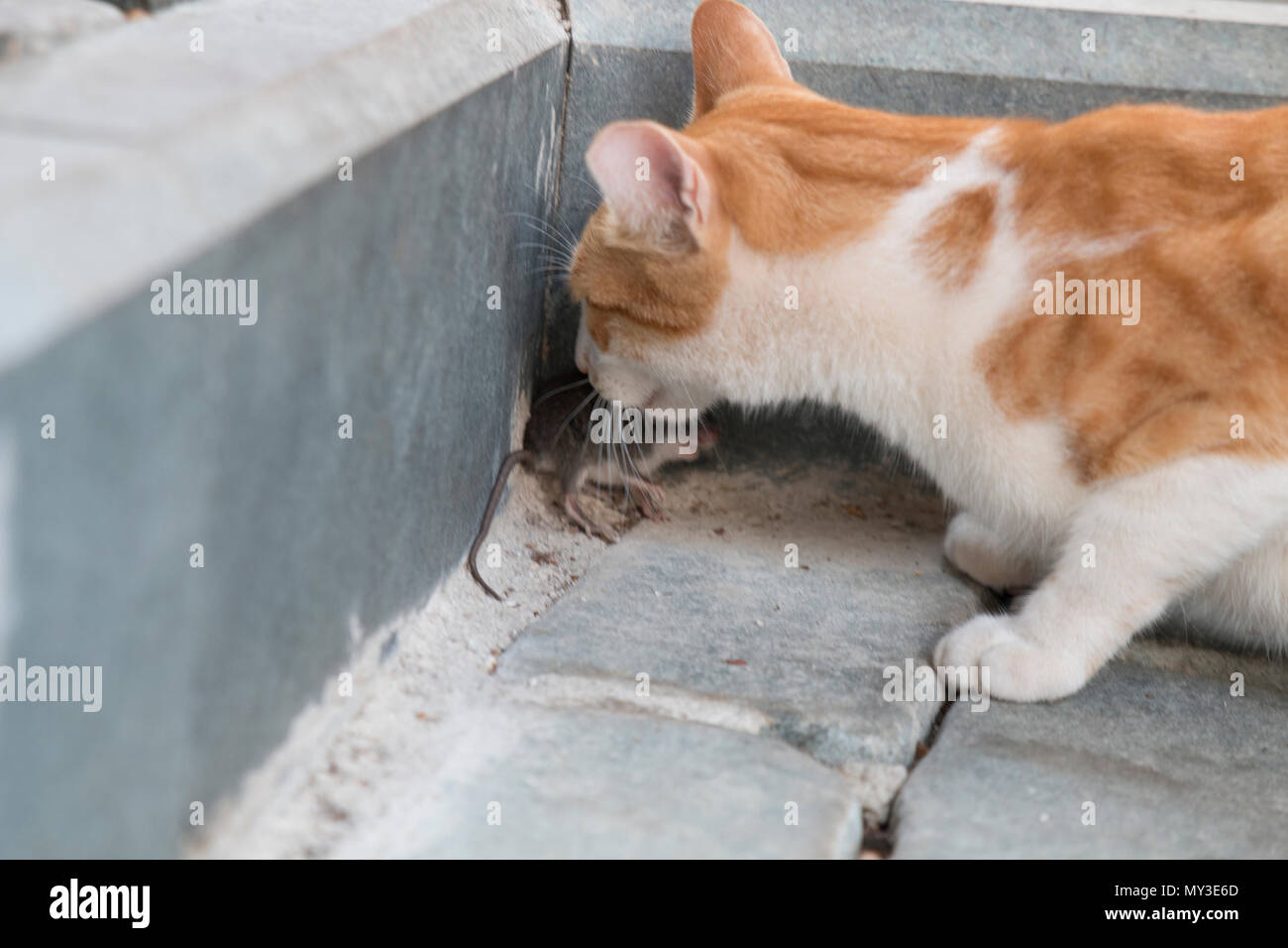 Un gatto randagio è la cattura e mordere un mouse Foto Stock