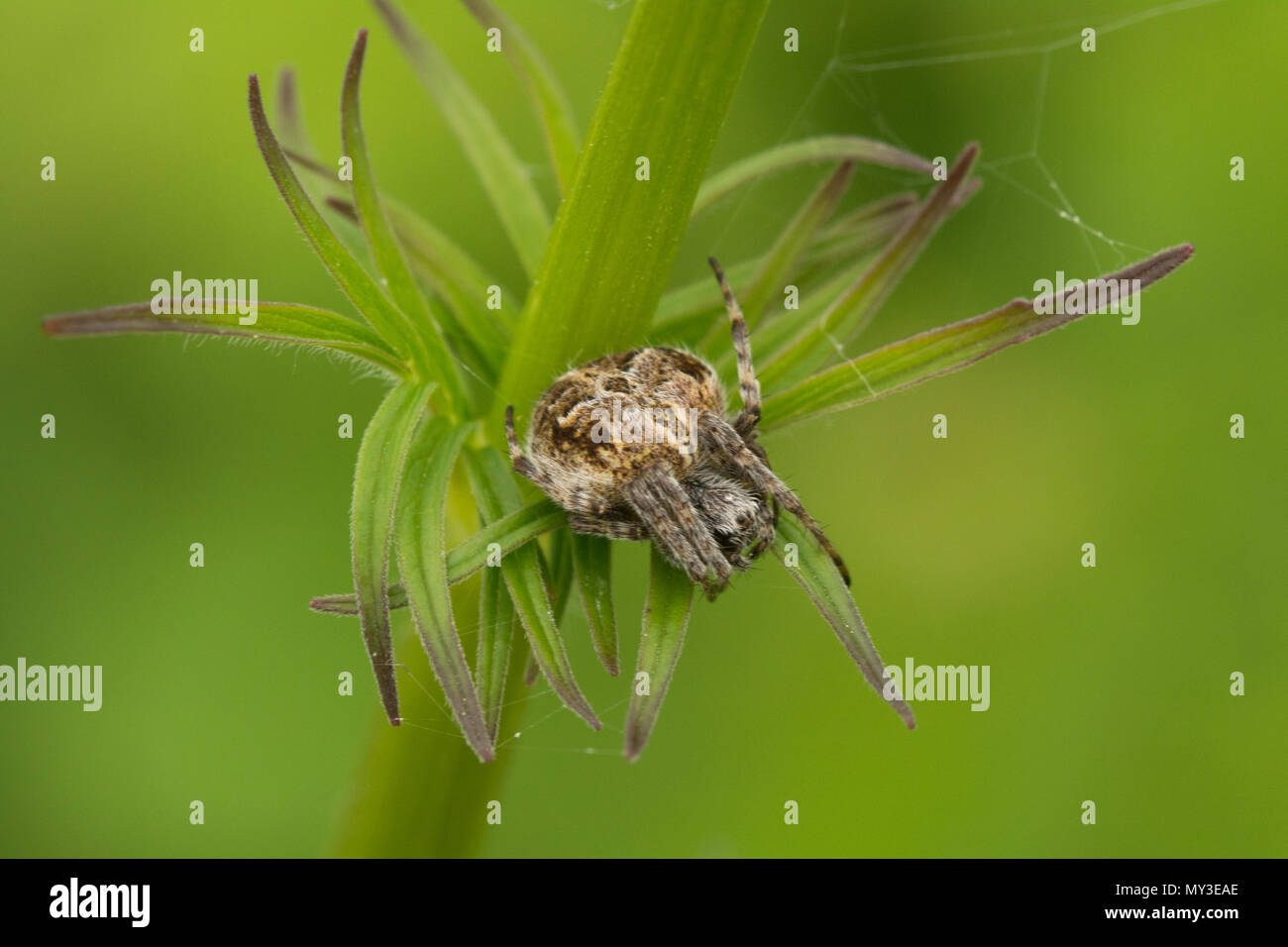 Giardino spider (cross spider, Araneus diadematus) close-up su un millefiori, REGNO UNITO Foto Stock