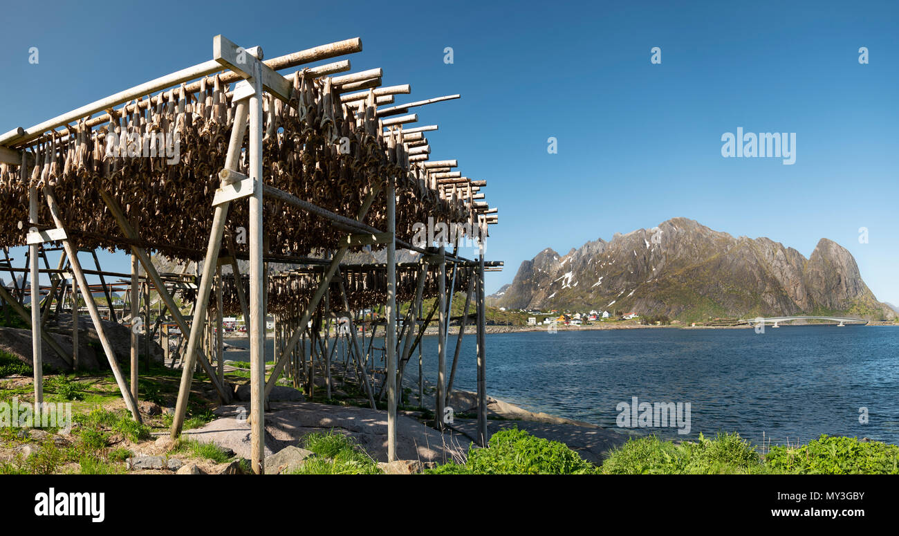 Pesce di essiccazione in modo tradizionale su open air scaffalatura, Isole Lofoten in Norvegia. Foto Stock