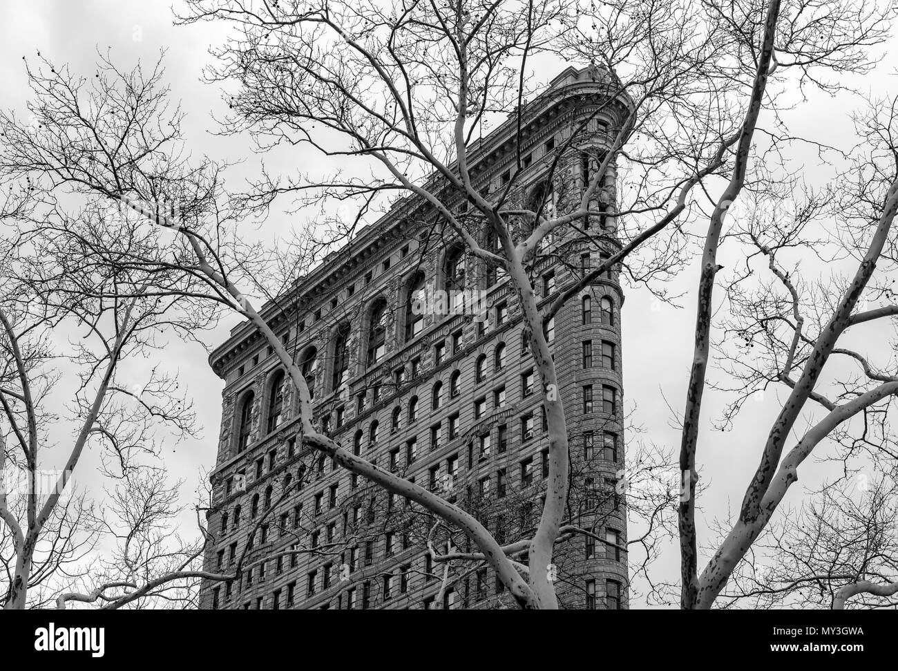 Albero e Flatiron Building, Manhattan, New York City, Stati Uniti d'America Foto Stock