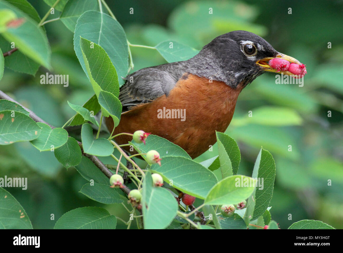 American robin mangiare i frutti di bosco in serviceberry Foto Stock