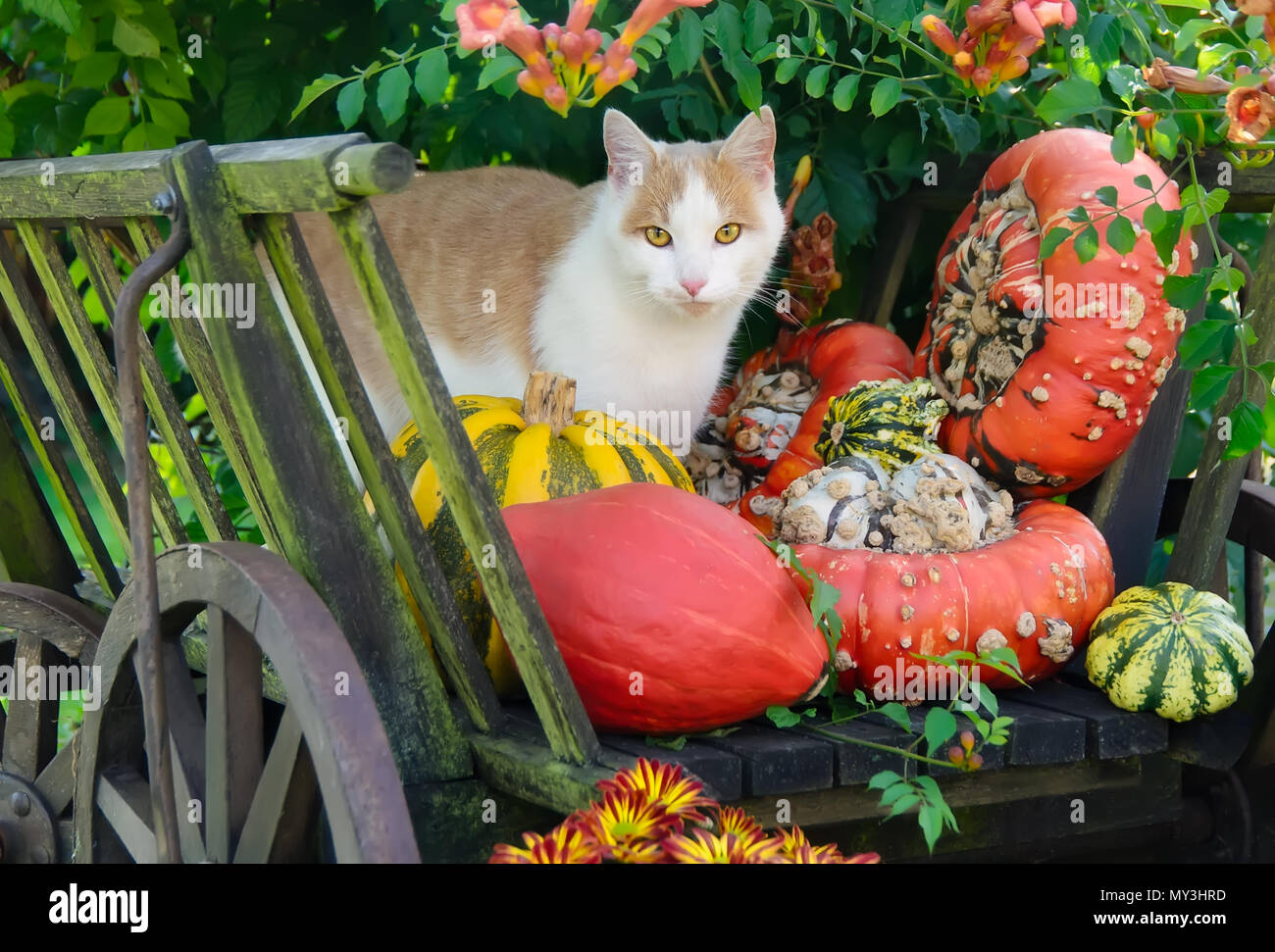 Red-White bicolor cat, European Shorthair, ponendo in mezzo pumkins colorati in un vecchio carrello di legno su una giornata autunnale Foto Stock