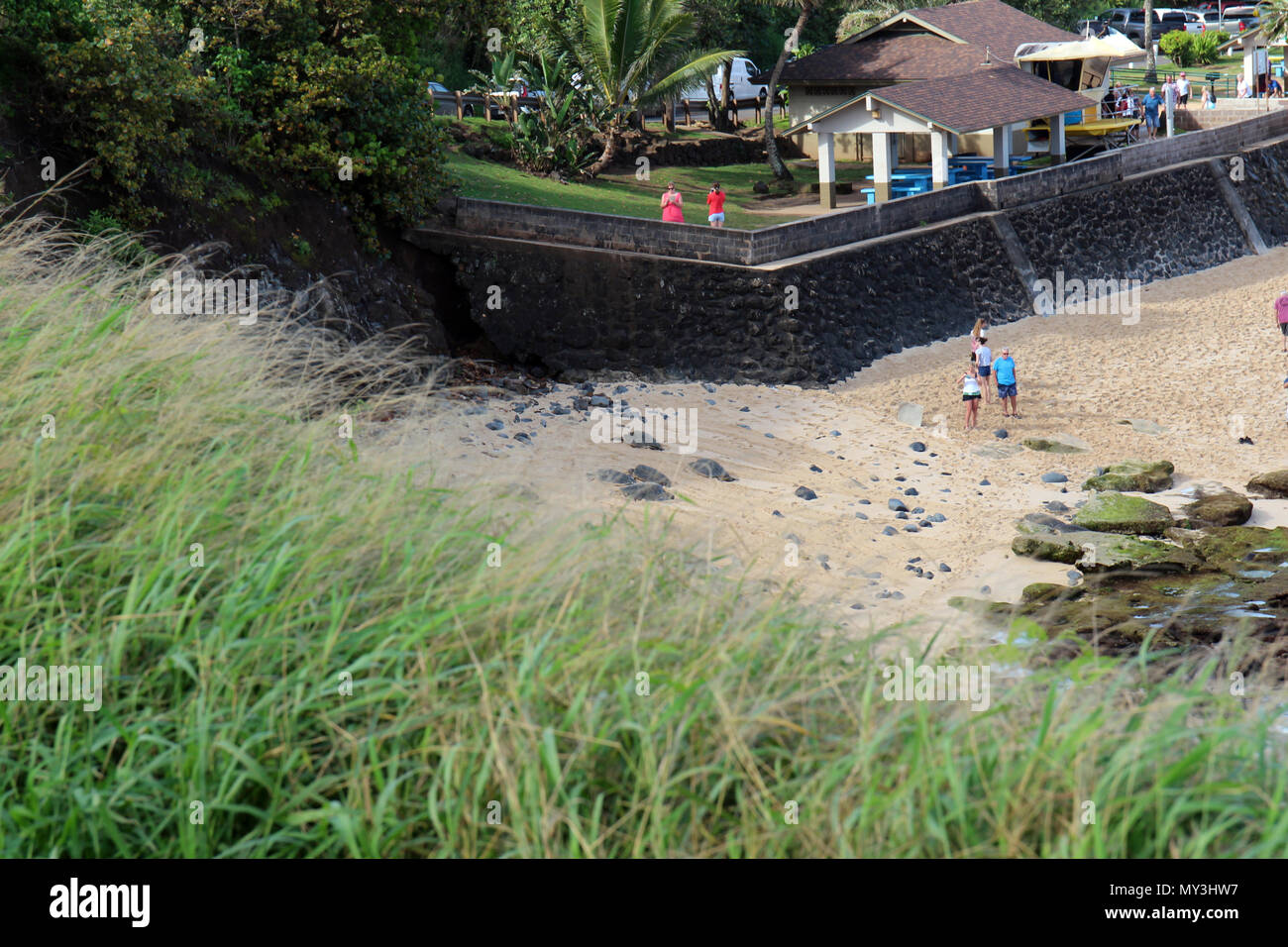 Cinque tartarughe marine verdi giacente su di una spiaggia di sabbia con i turisti scattare fotografie a Hookipa Beach, Maui, STATI UNITI D'AMERICA all'inizio della strada di Hana Foto Stock
