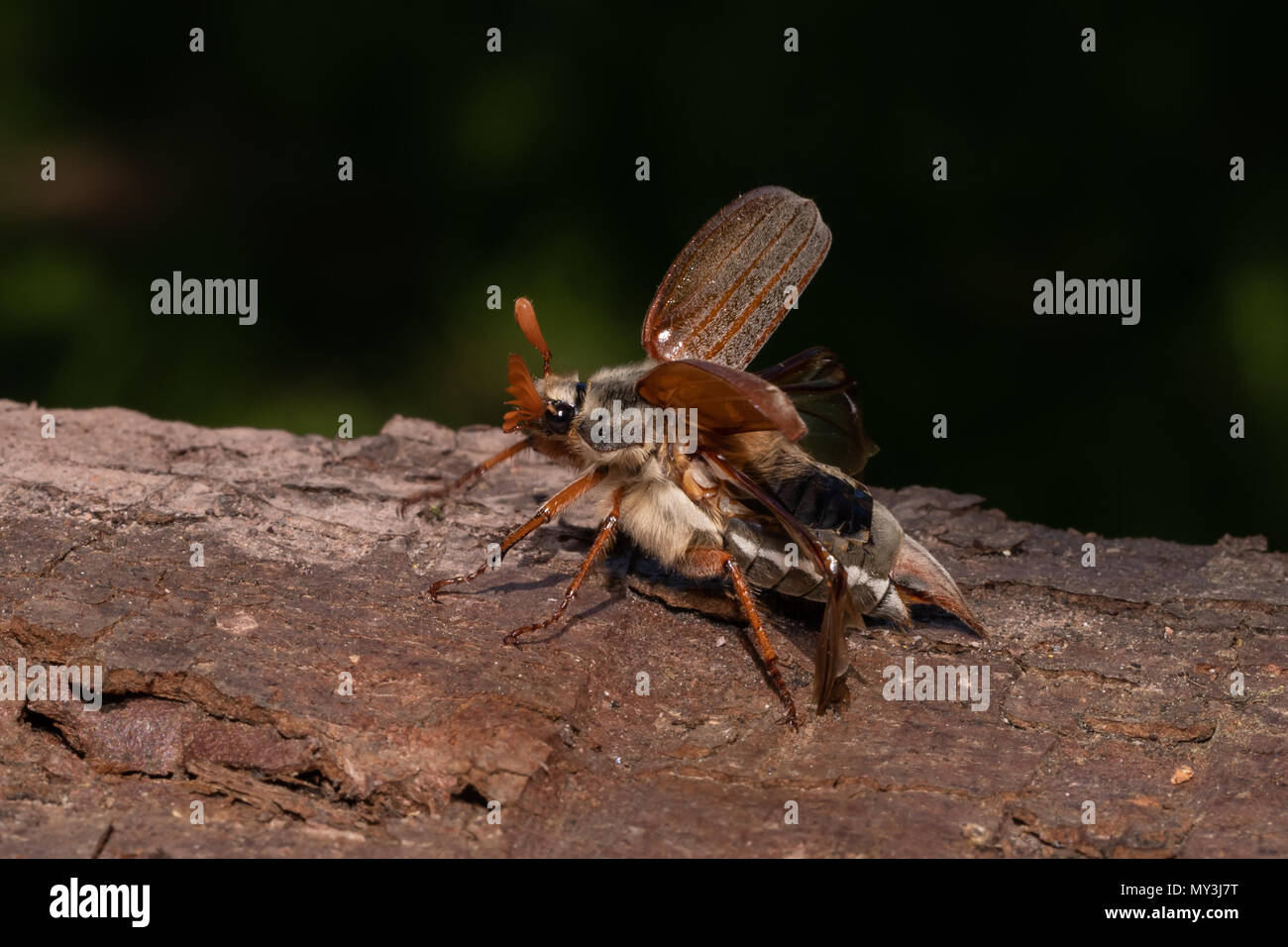 Coleottero Cockchafer tenuto all'anta da un pezzo di legno. Regno Unito Foto Stock