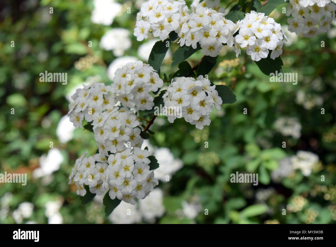 Melo fiorisce Foto Stock