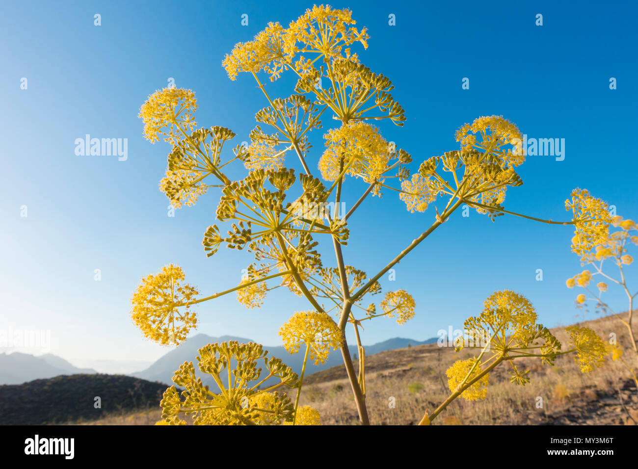 La ferula Linkii (Famiglia Apiaceae) un endemico isola Canarie piante in fiore di montagna su Gran Canaria Isole Canarie Spagna Foto Stock
