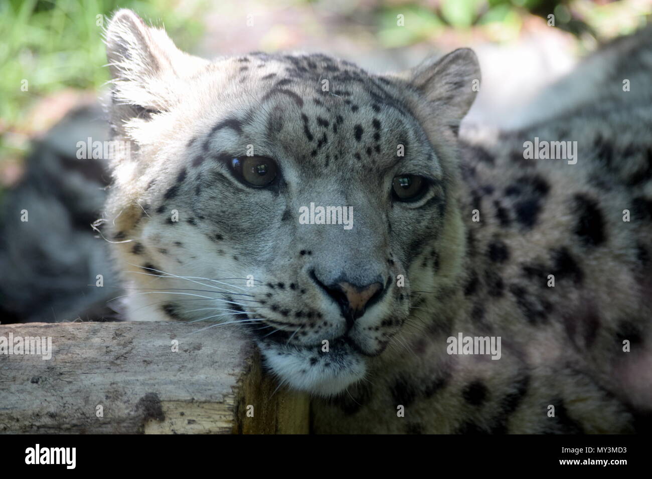 animali dello Zoo Foto Stock