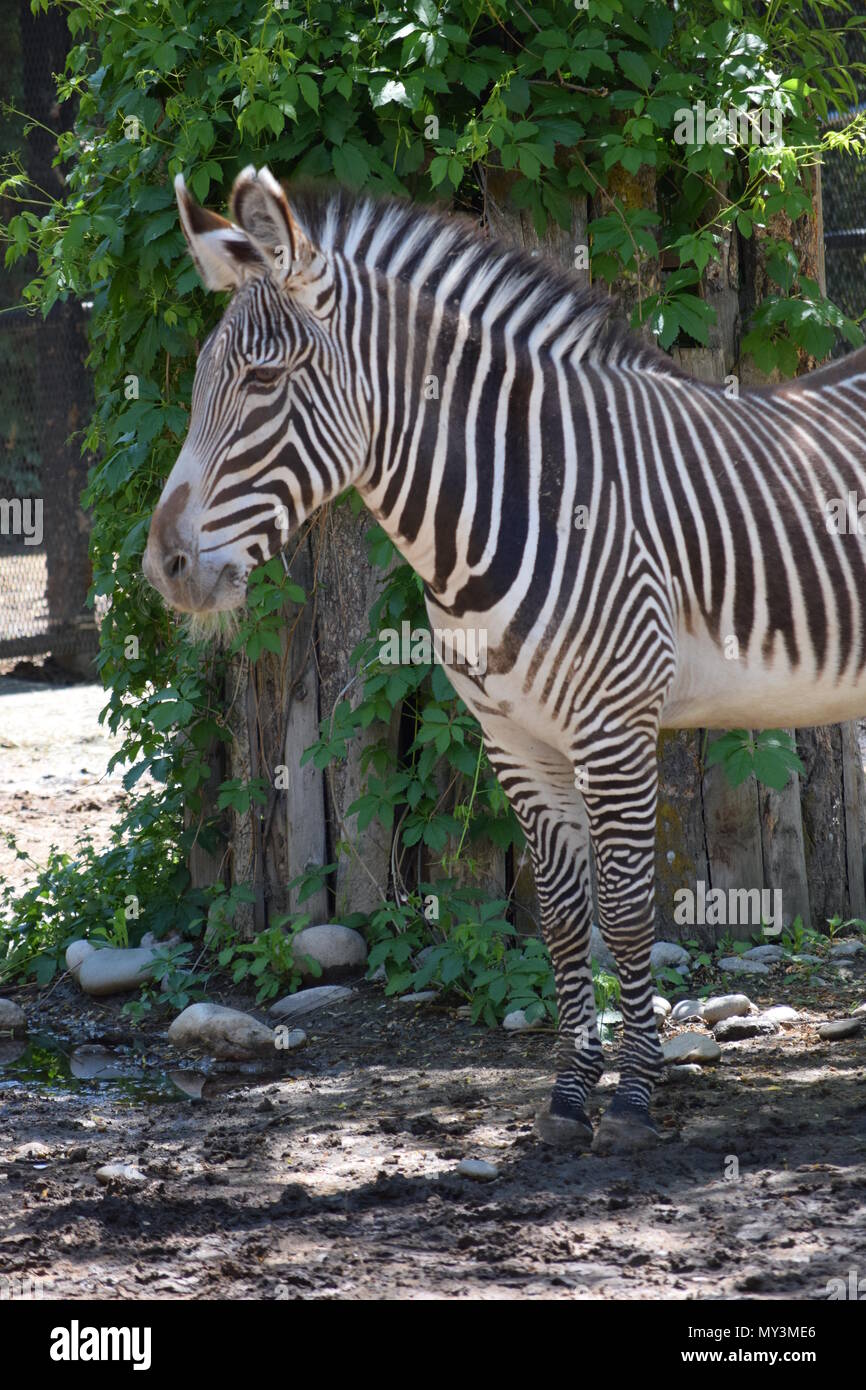 animali dello Zoo Foto Stock