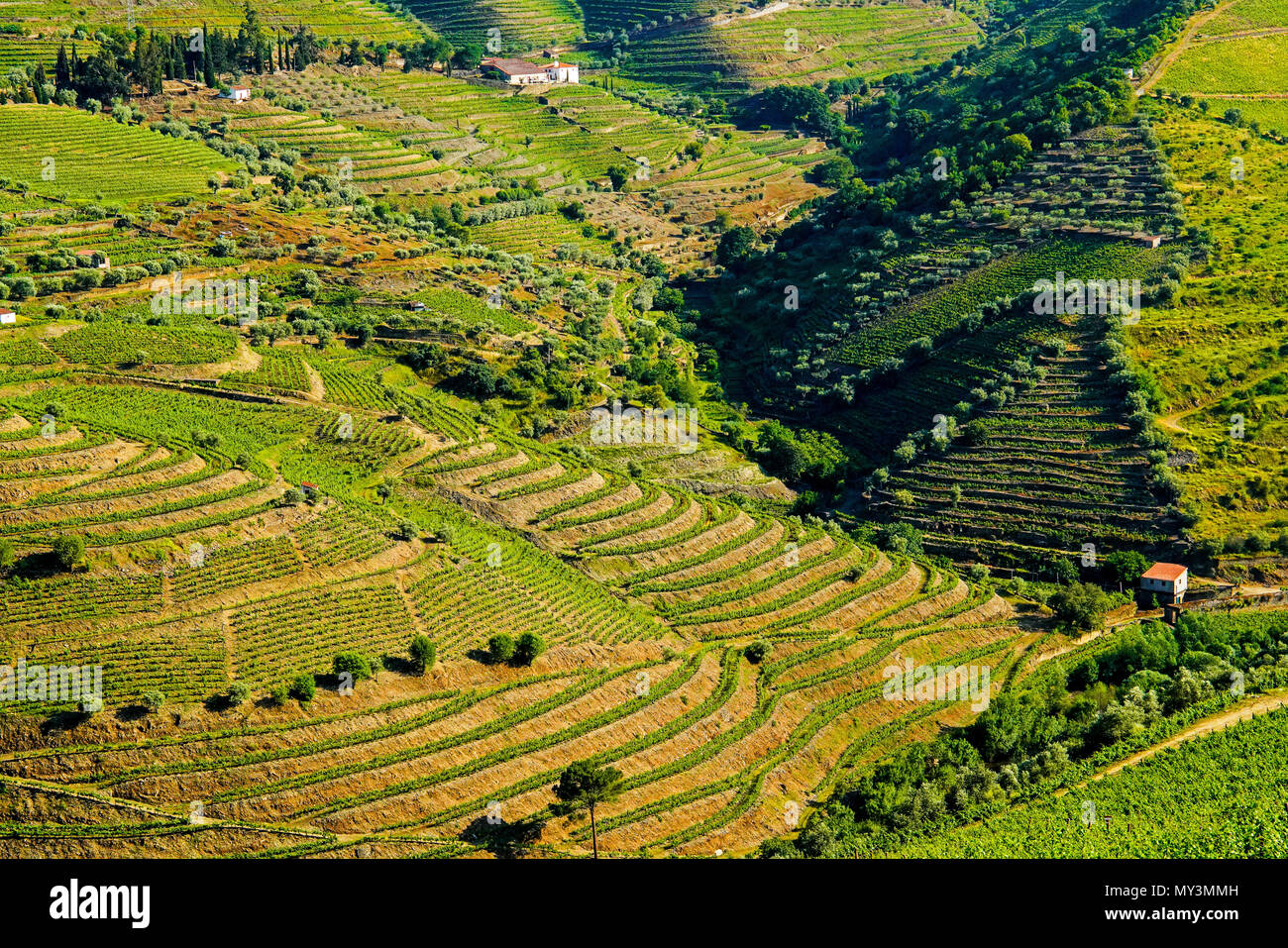 Vista panoramica di vigneti nel fiume Torto Valley, Portogallo. Foto Stock