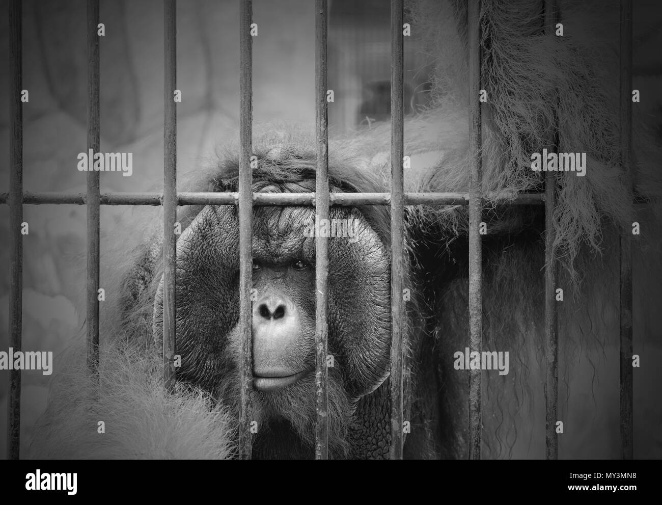 Vista della scimmia nella gabbia. In bianco e nero di tono. Il traffico illegale di fauna selvatica problema commerciale. Foto Stock