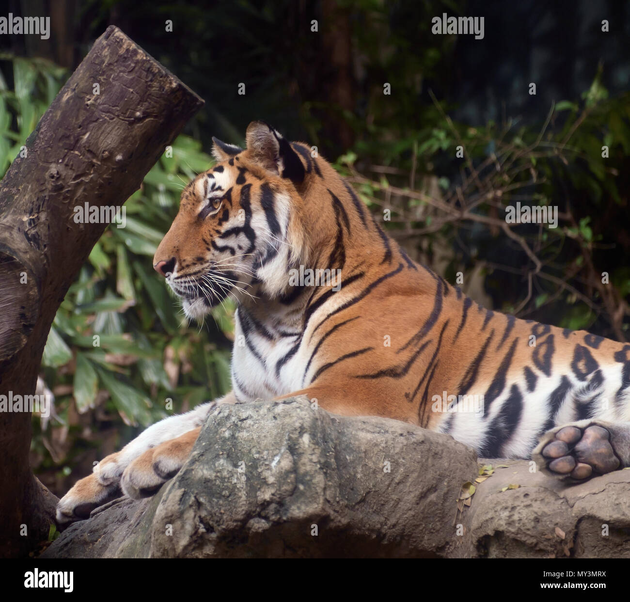 Vista di tiger rilassatevi sulla roccia. Foto Stock