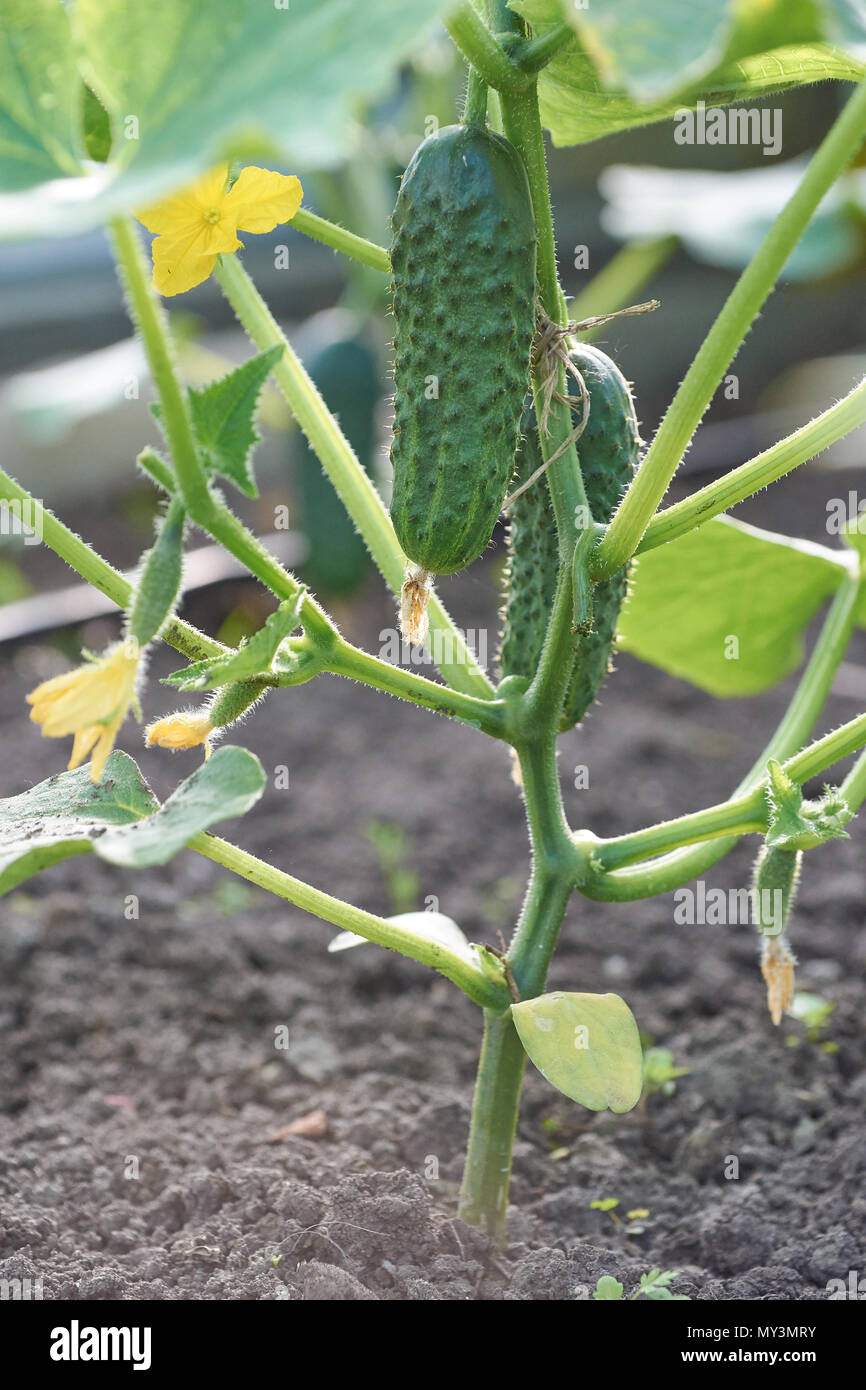 Stelo di cetriolo con vari ortaggi in crescita su terreno Foto Stock