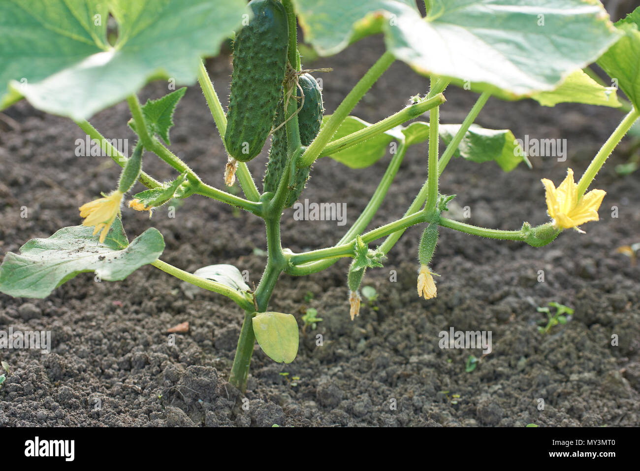 Stelo di cetriolo con vari ortaggi in crescita su terreno Foto Stock