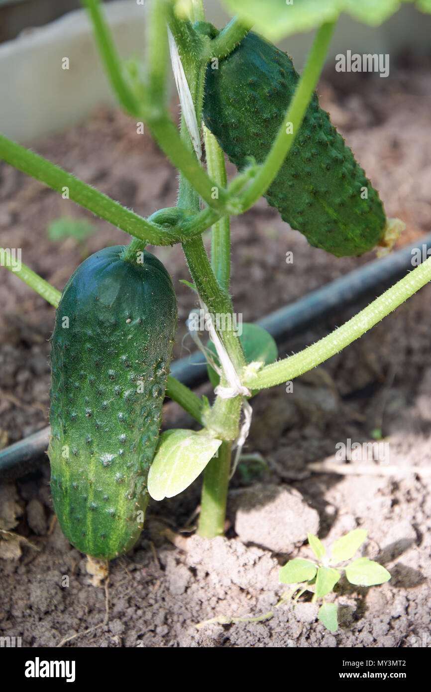 Stelo di cetriolo con vari ortaggi in crescita su terreno Foto Stock