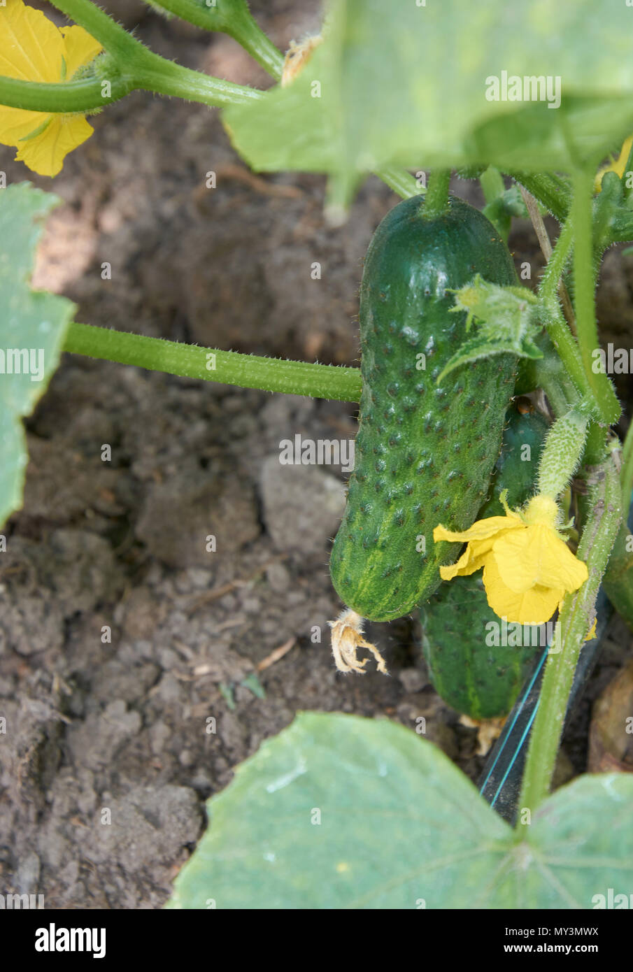 Più mature cetriolo crescere vicino al terreno Foto Stock