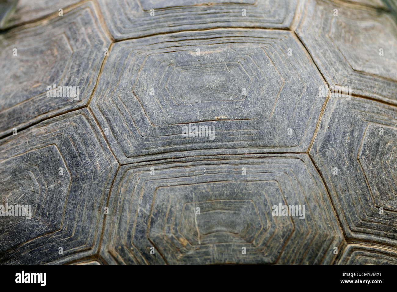 Abstract texture di sfondo sporco carapace di tartaruga. Foto Stock