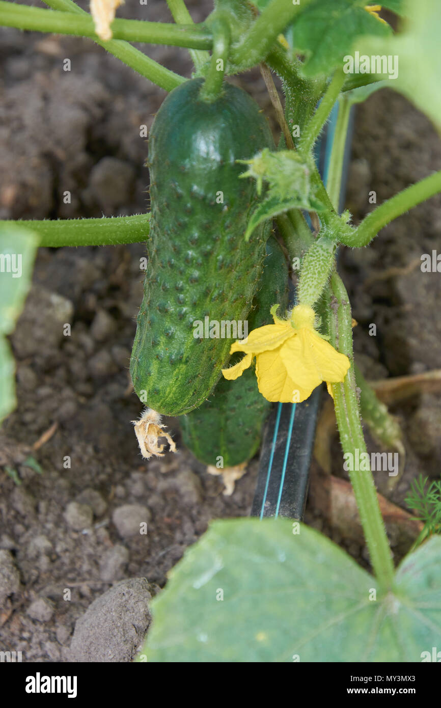 Più mature cetriolo crescere vicino al terreno Foto Stock