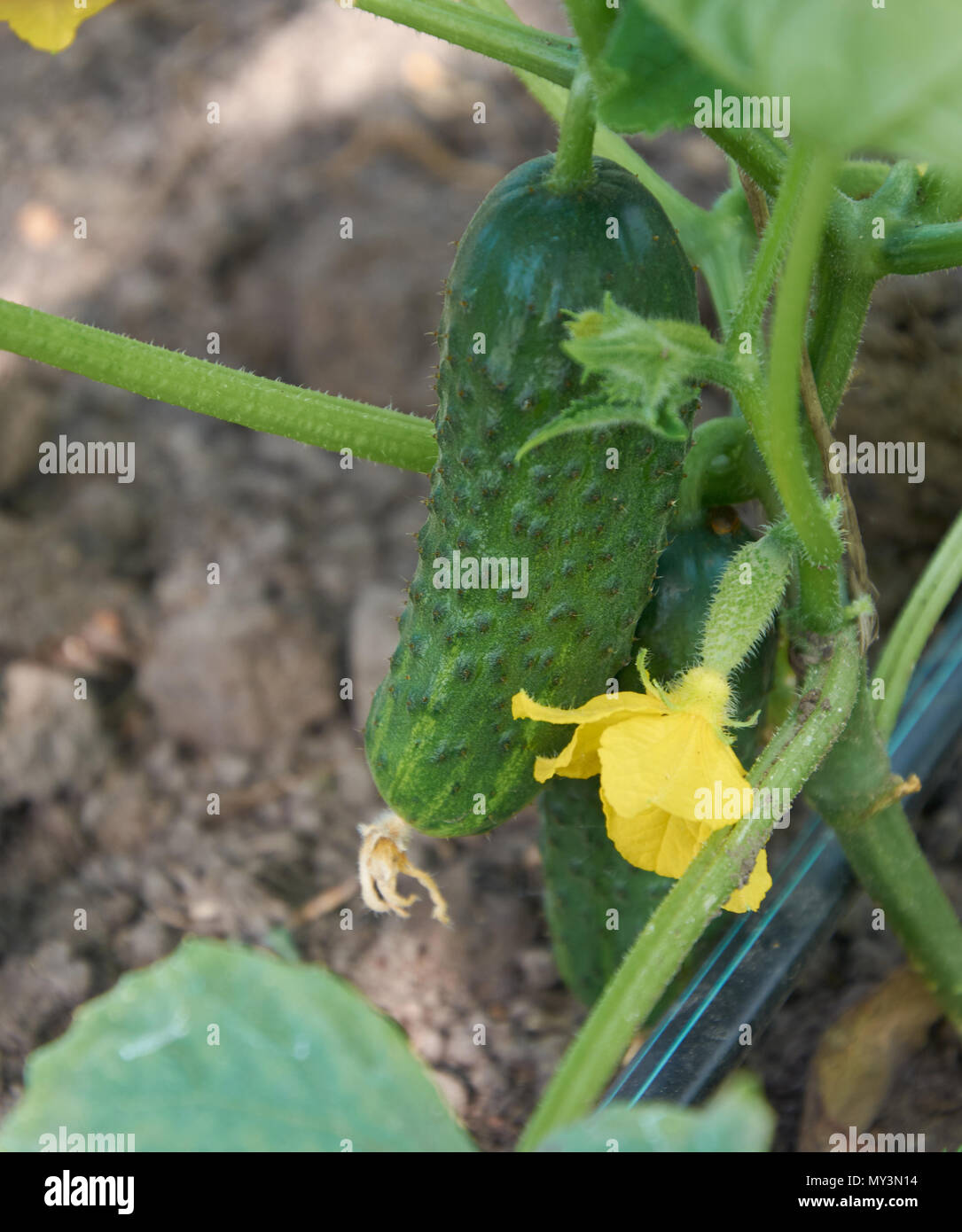 Più mature cetriolo crescere vicino al terreno Foto Stock
