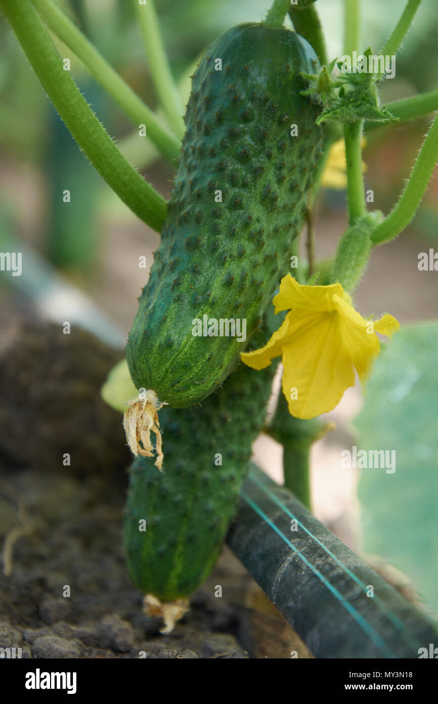 Più mature cetriolo crescere vicino al terreno Foto Stock